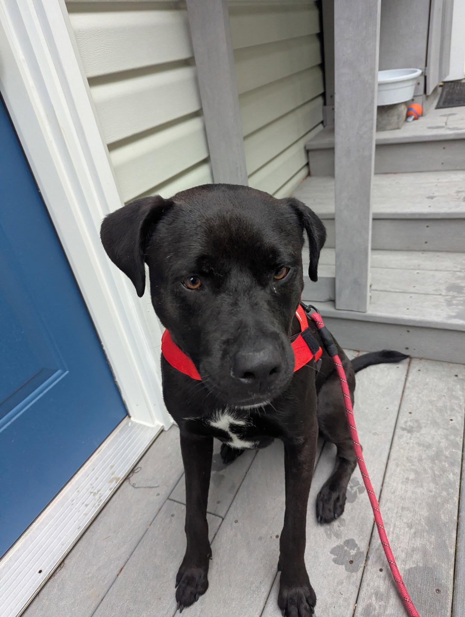 Tank, a Adoptable American Staffordshire Terrier in Powell, OH image 1/3