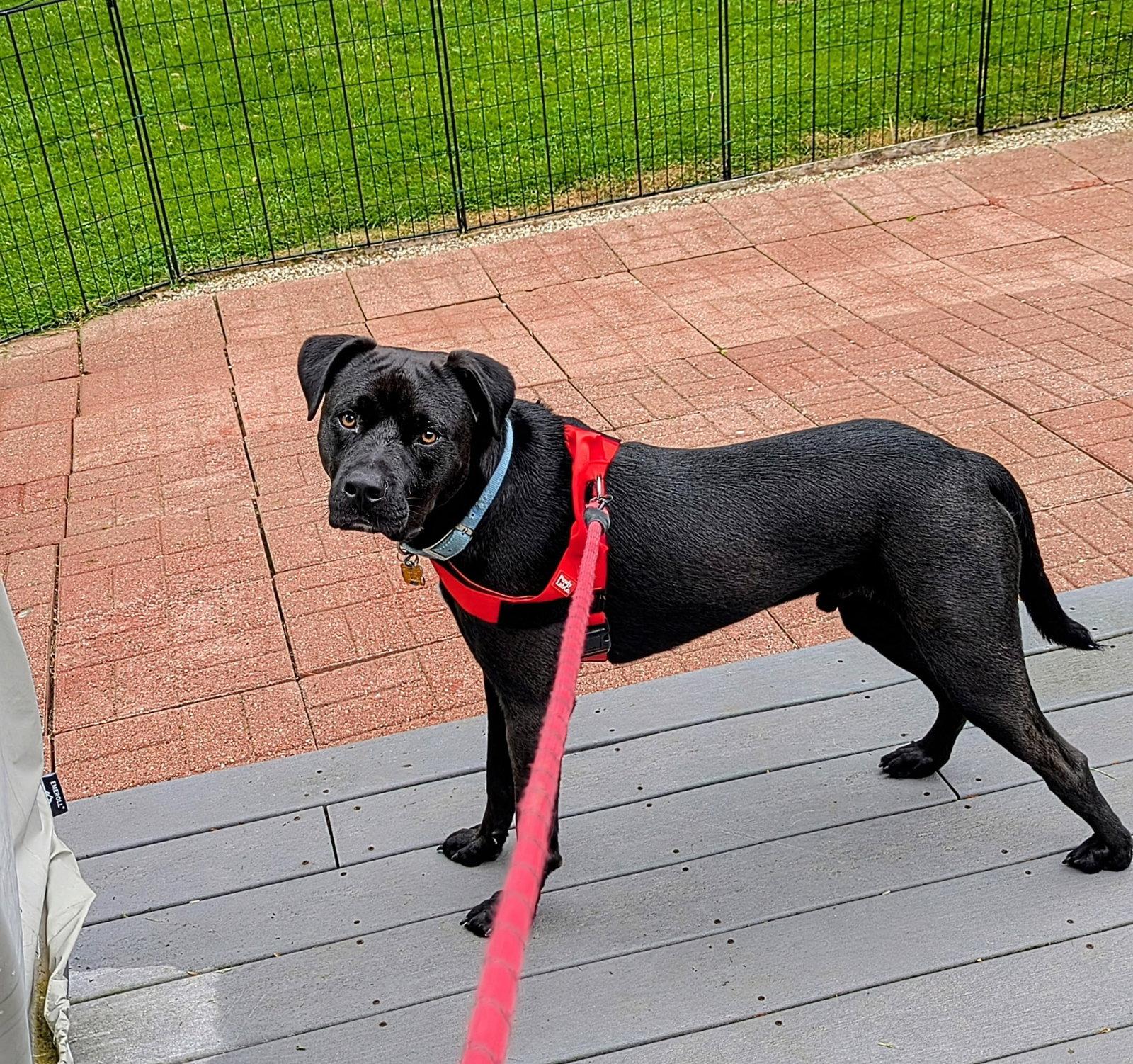 Tank, Adoptable, Young Male Terrier.