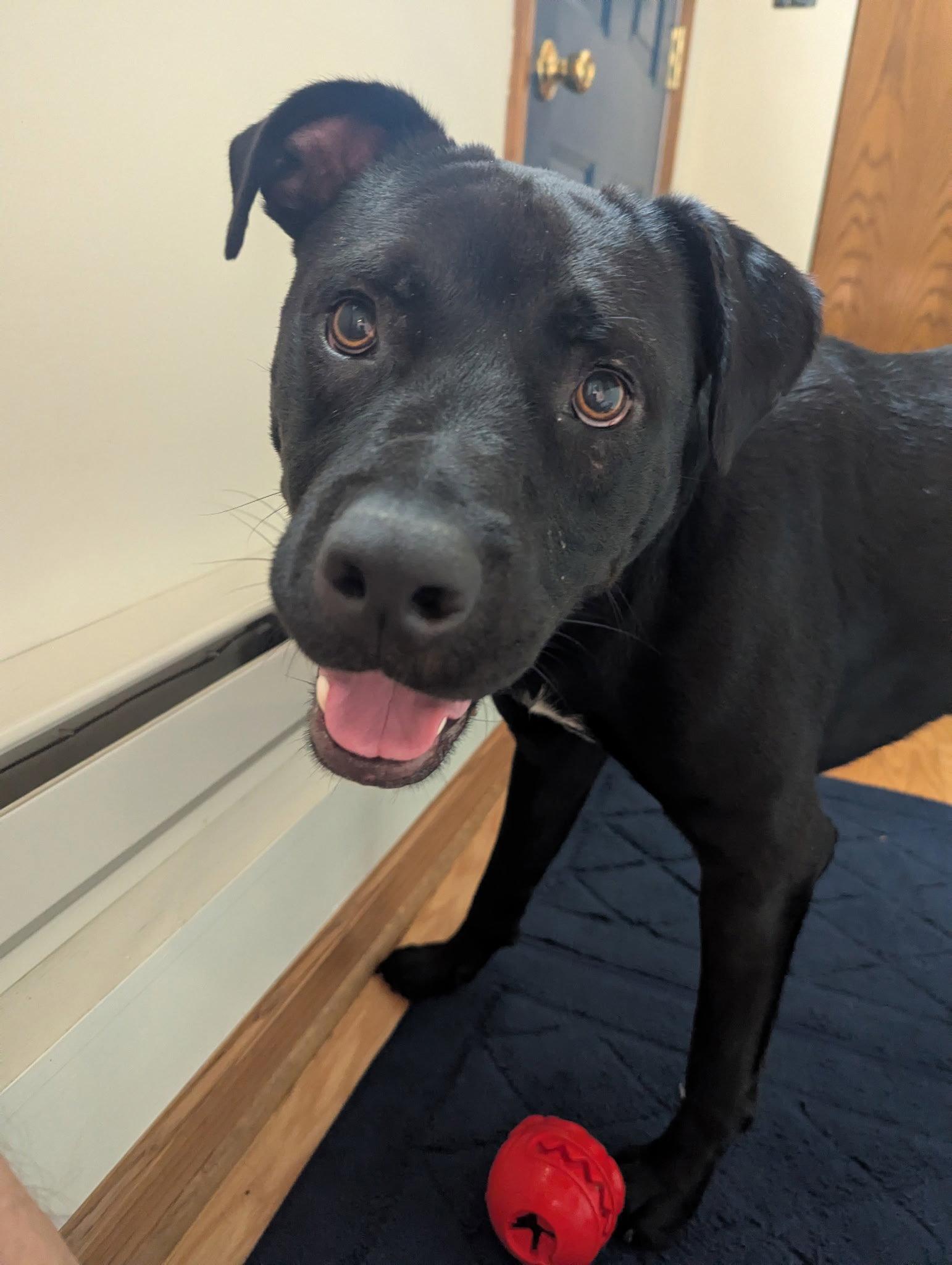Enlarge Tank, a Adoptable Terrier in Powell, OH image 2/3