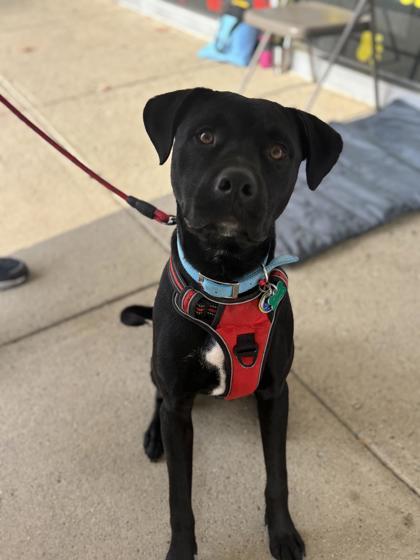 Enlarge Tank, a Adoptable American Staffordshire Terrier in Powell, OH image 2/3