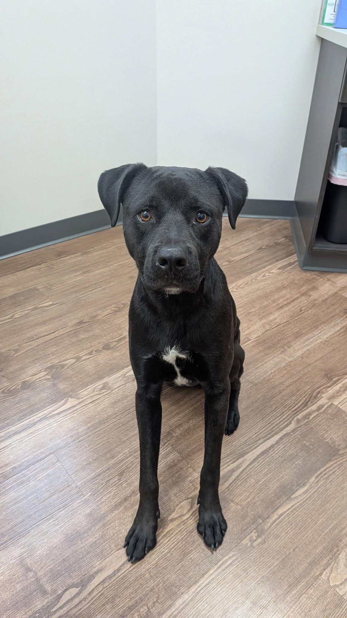 Tank, a Adoptable American Staffordshire Terrier in Powell, OH image 3/3