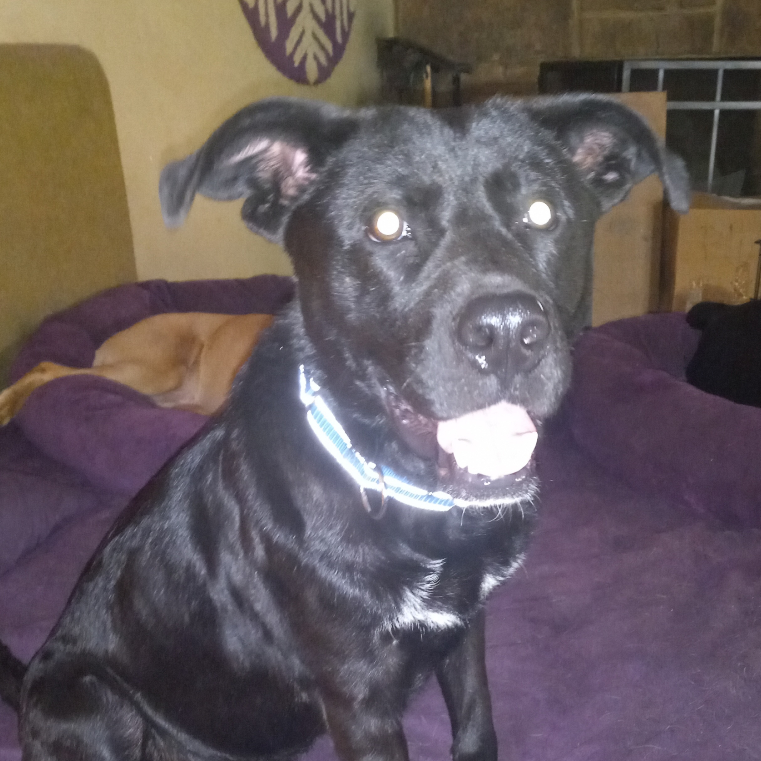 Wasabi, a Adoptable mixed breed in North Jackson, OH image 1/4