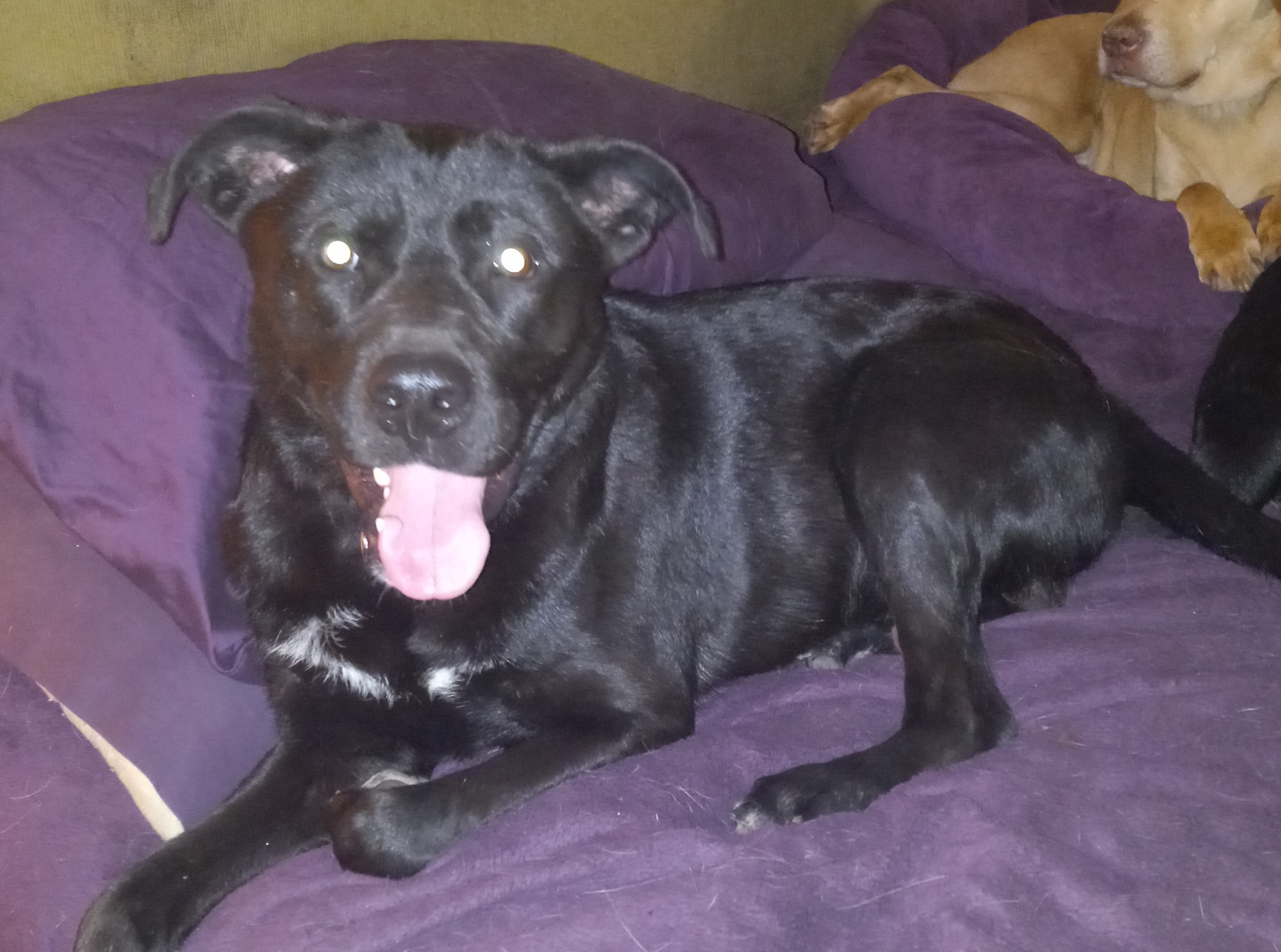 Wasabi, a Adoptable mixed breed in North Jackson, OH image 2/4