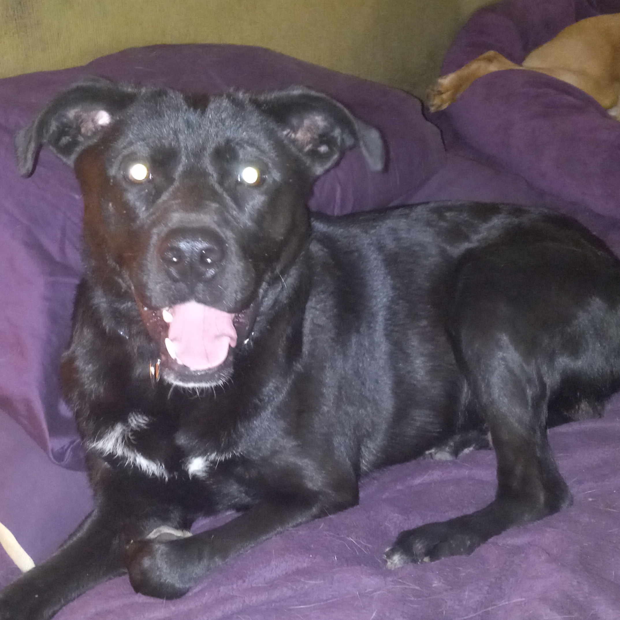 Wasabi, a Adoptable mixed breed in North Jackson, OH image 3/4