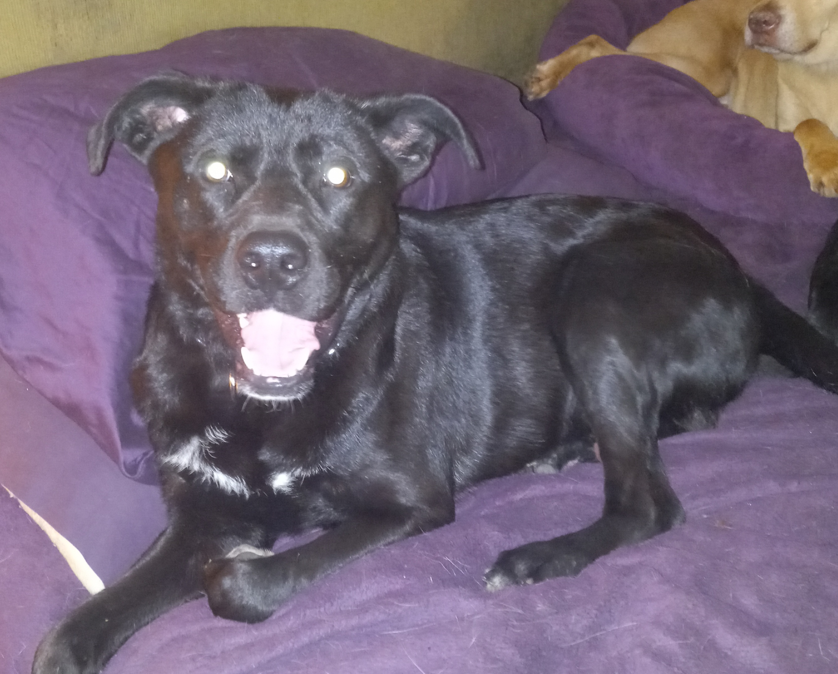 Wasabi, a Adoptable mixed breed in North Jackson, OH image 4/4