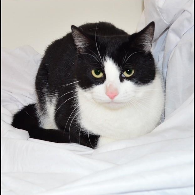 Enlarge Cookie, a ADOPTABLE Tuxedo in San Andreas, CA image 1/2