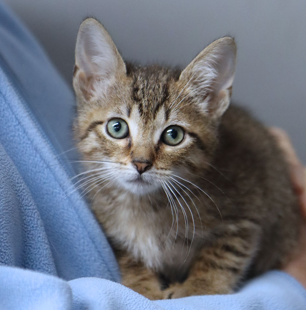 Cat for adoption Taurus (AO32489), a Domestic Short Hair in Kansas