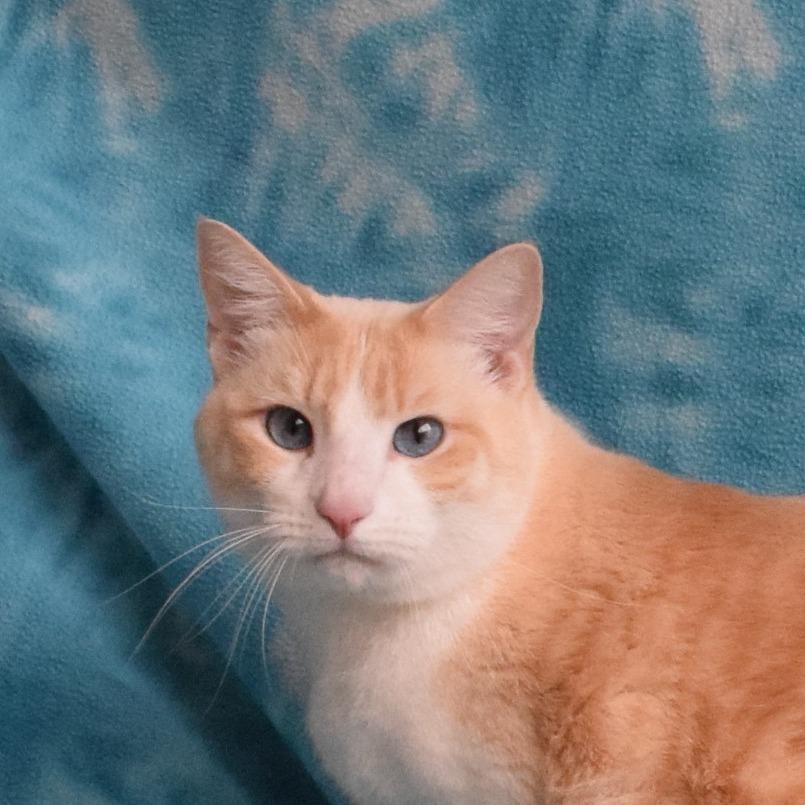 Storm, Adoptable, Adult Male Domestic Short Hair.