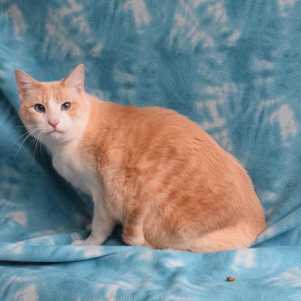 Enlarge Storm, a Adoptable Domestic Short Hair in Eureka, CA image 2/3