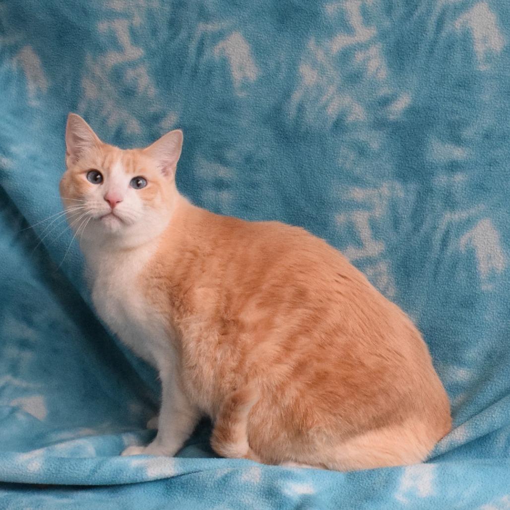 Enlarge Storm, a Adoptable Domestic Short Hair in Eureka, CA image 3/3