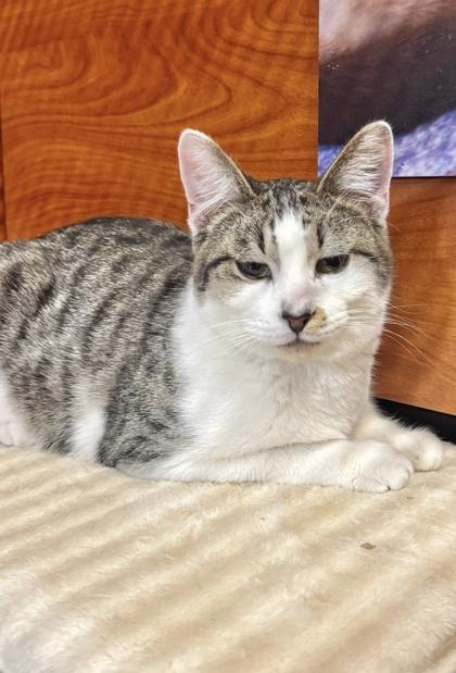 Enlarge Gravy, a Adoptable mixed breed in San Diego, CA image 1/3