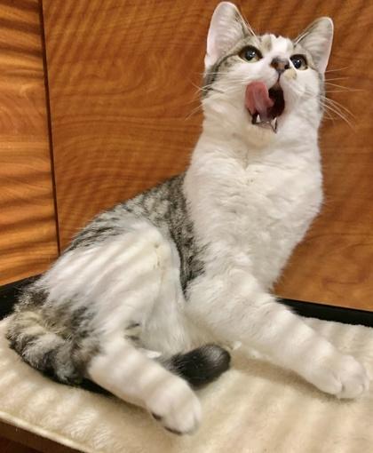 Enlarge Gravy, a Adoptable mixed breed in San Diego, CA image 2/3