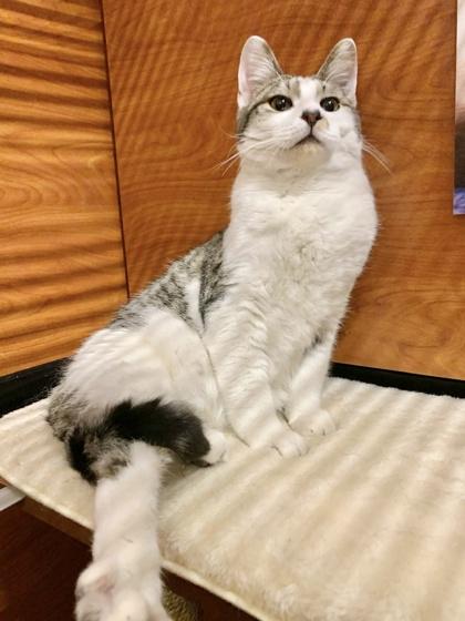 Enlarge Gravy, a Adoptable mixed breed in San Diego, CA image 3/3