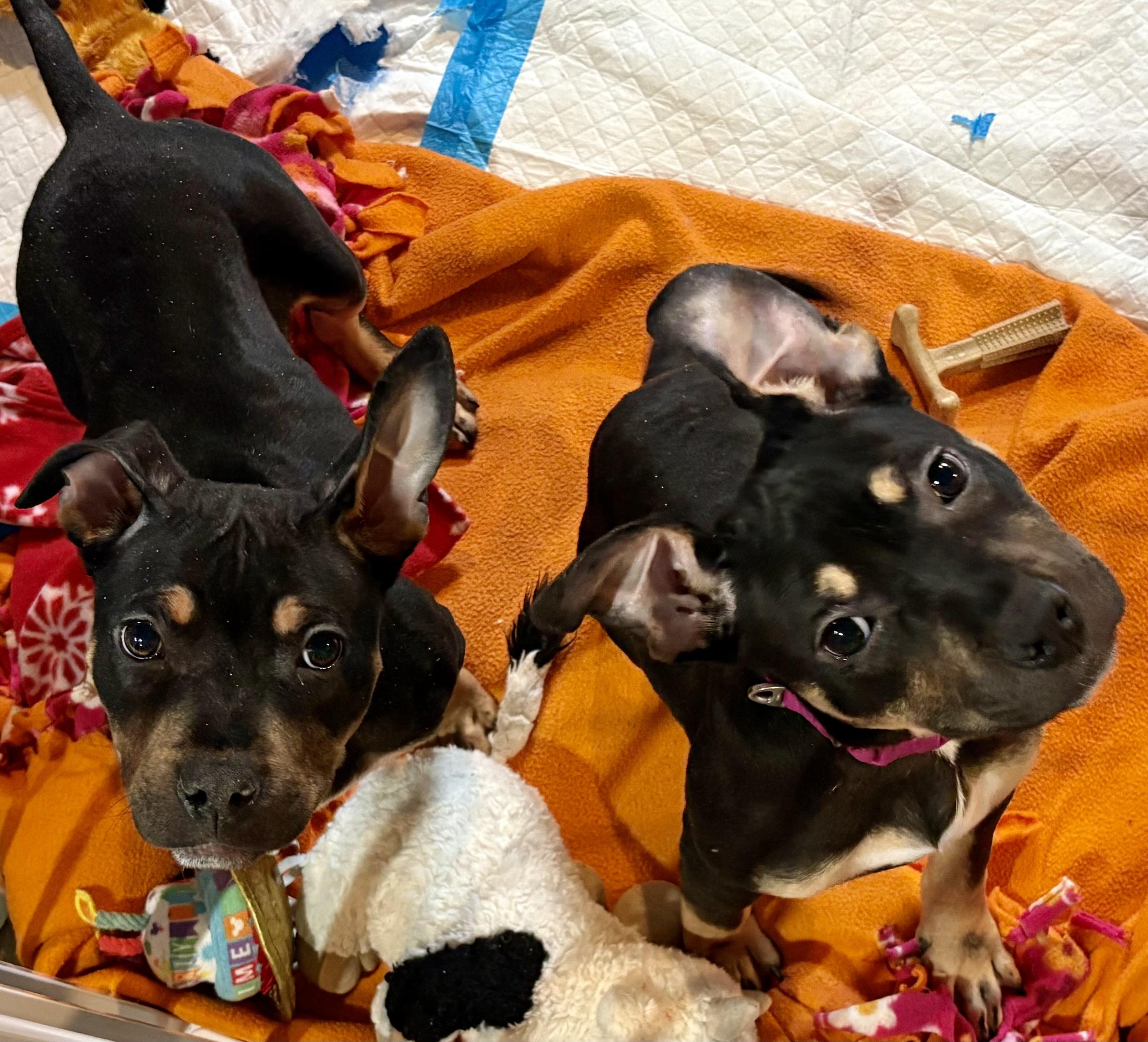 Misdemeanor, Adoptable, Puppy Female Pit Bull Terrier & Pit Bull Terrier.