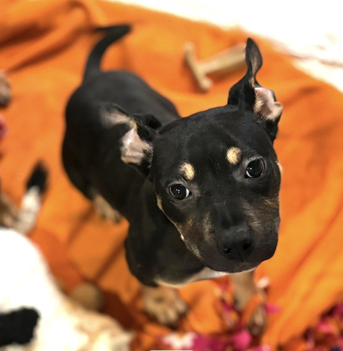 Enlarge Misdemeanor, a Adoptable mixed breed in New Baltimore, MI image 3/3