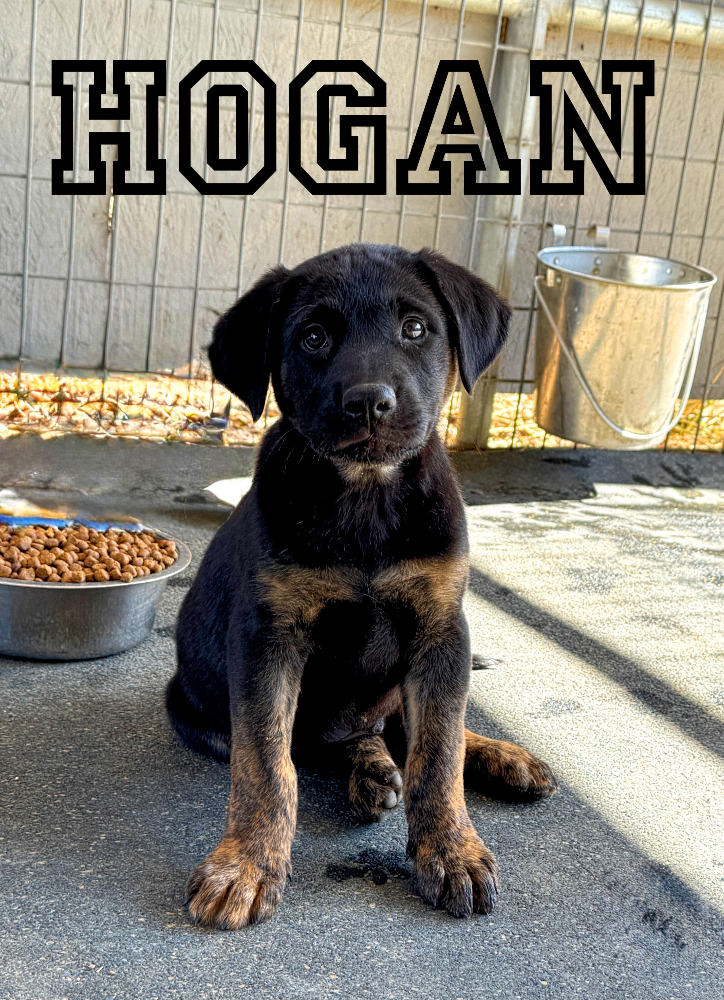 HOGAN