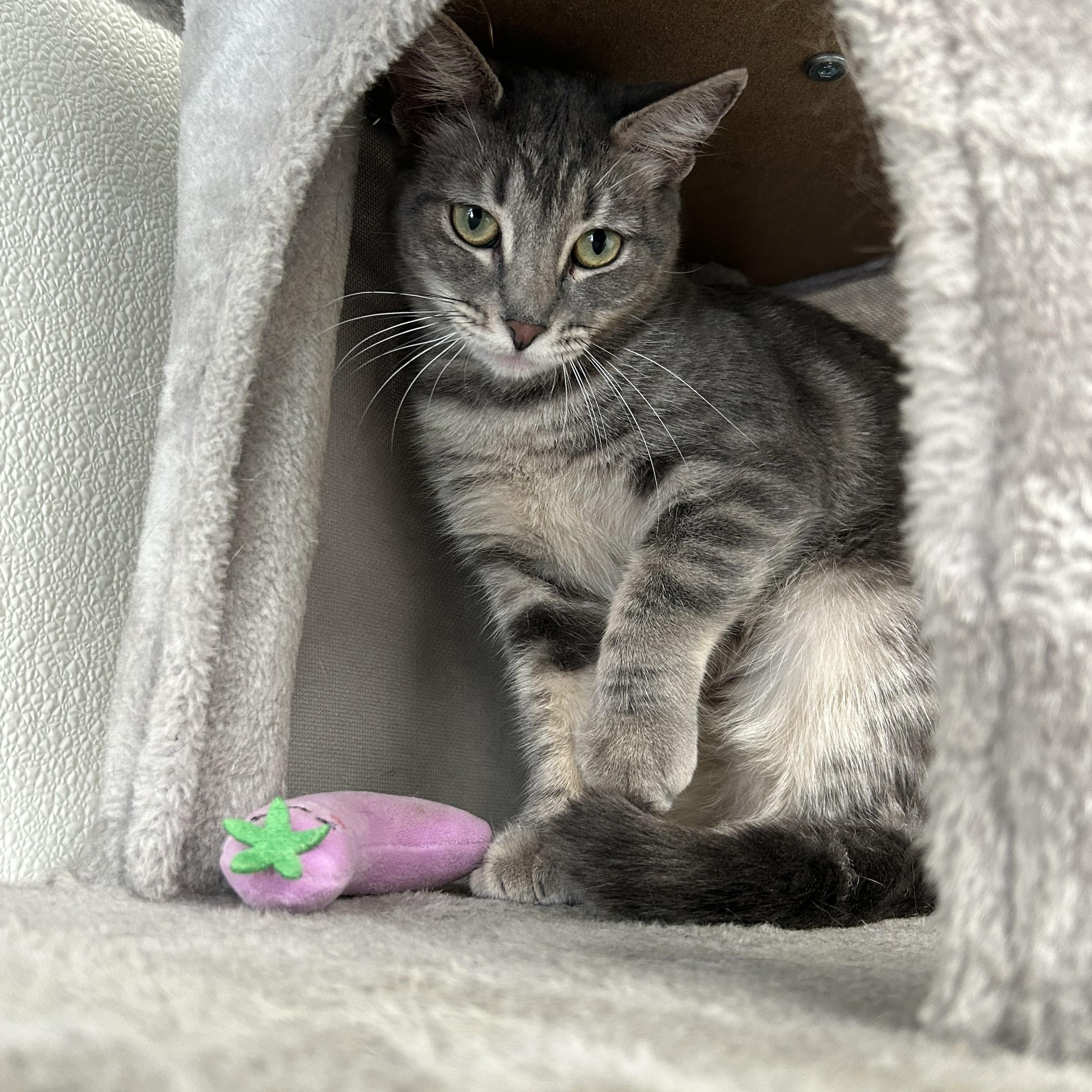Enlarge Mama Chule, a ADOPTABLE Domestic Short Hair in El Cajon, CA image 1/3