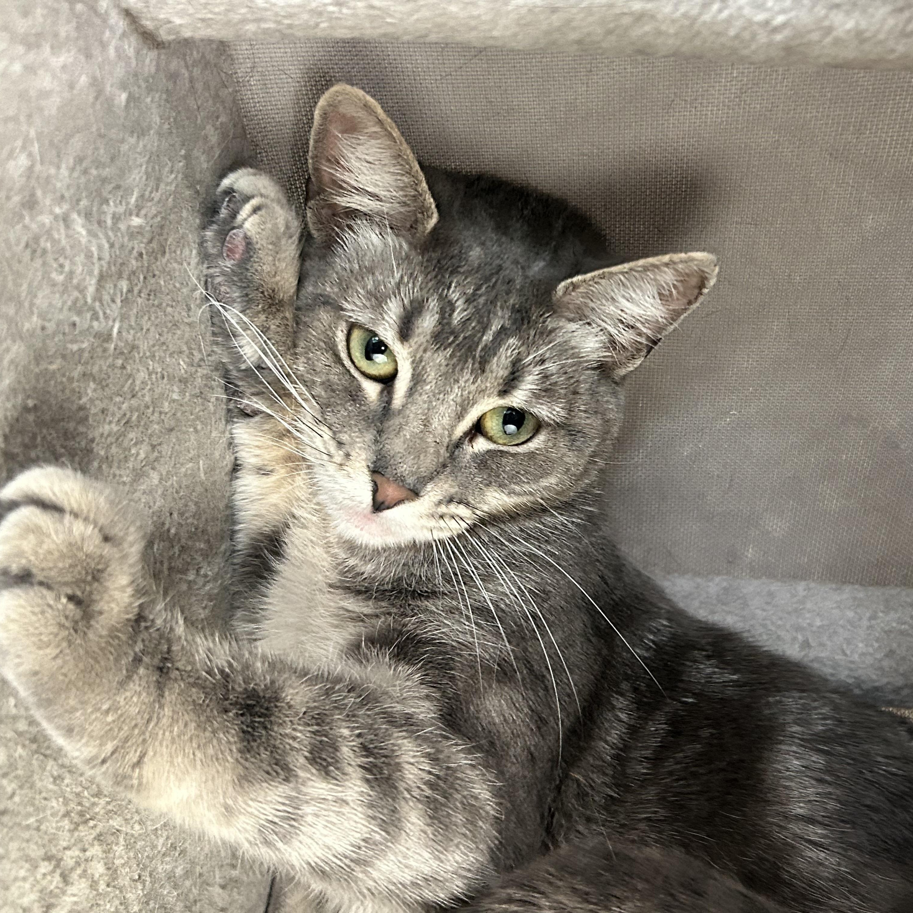 Enlarge Mama Chule, a ADOPTABLE Domestic Short Hair in El Cajon, CA image 2/3