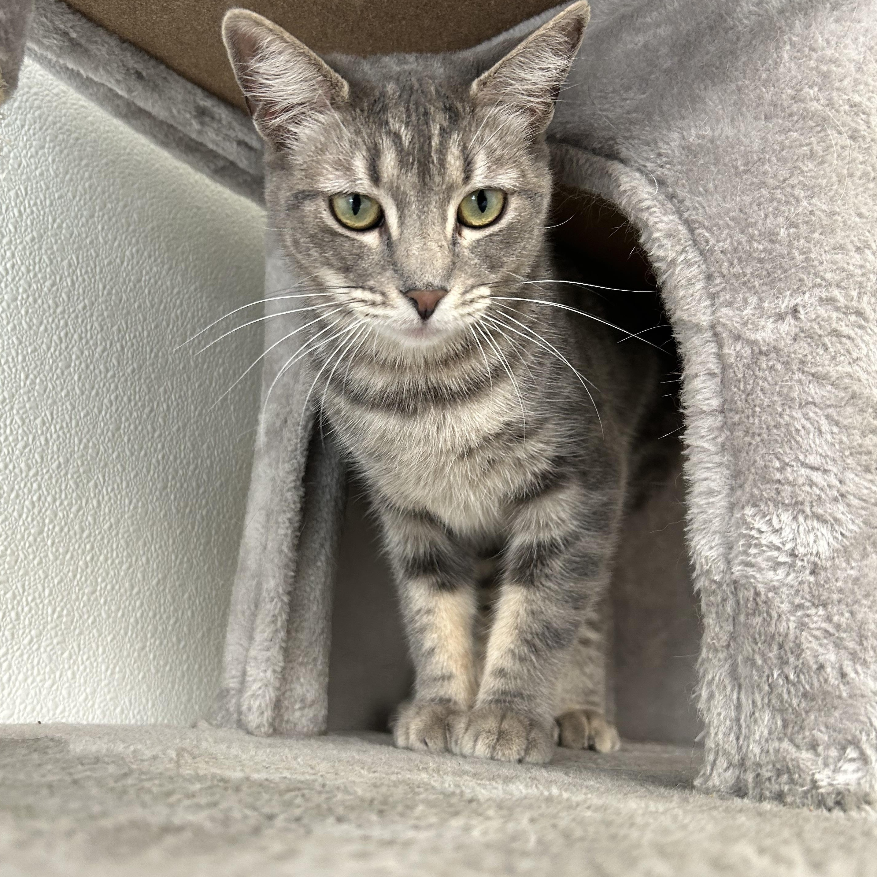 Enlarge Mama Chule, a ADOPTABLE Domestic Short Hair in El Cajon, CA image 3/3