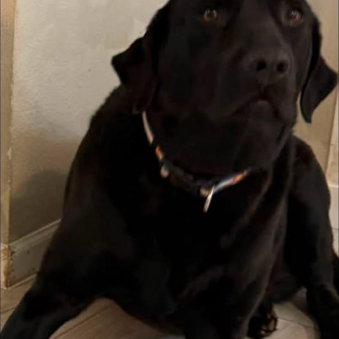 Grumples, adopted, Adult Male Labrador Retriever.