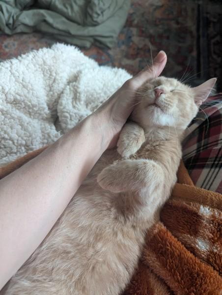 Kevin , an adopted Domestic Short Hair in Kannapolis, NC image 3/5