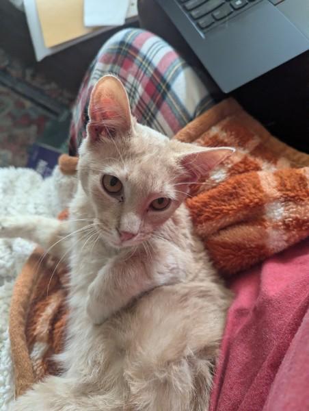 Kevin , adopted, Young Male Domestic Short Hair.