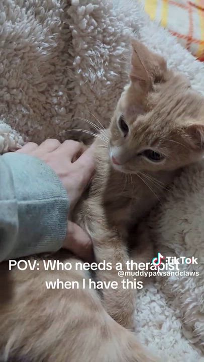 Enlarge Kevin , an adopted Domestic Short Hair in Kannapolis, NC video 4/5