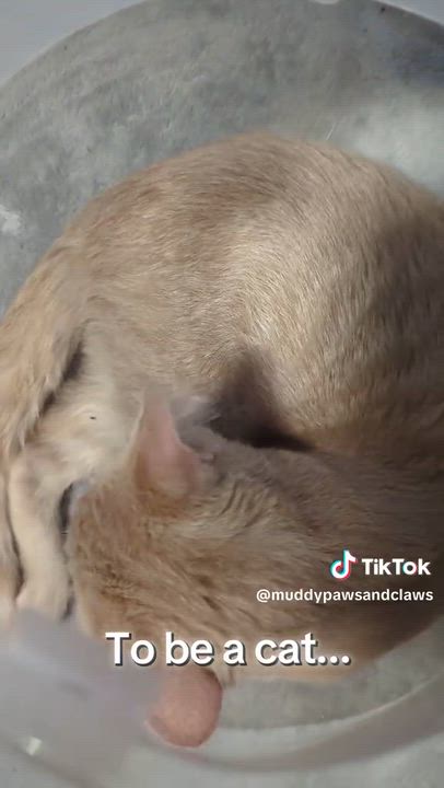 Enlarge Kevin , an adopted Domestic Short Hair in Kannapolis, NC video 5/5