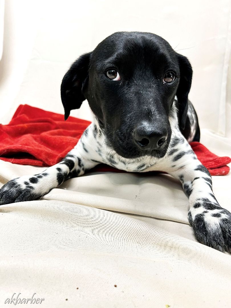 Baz