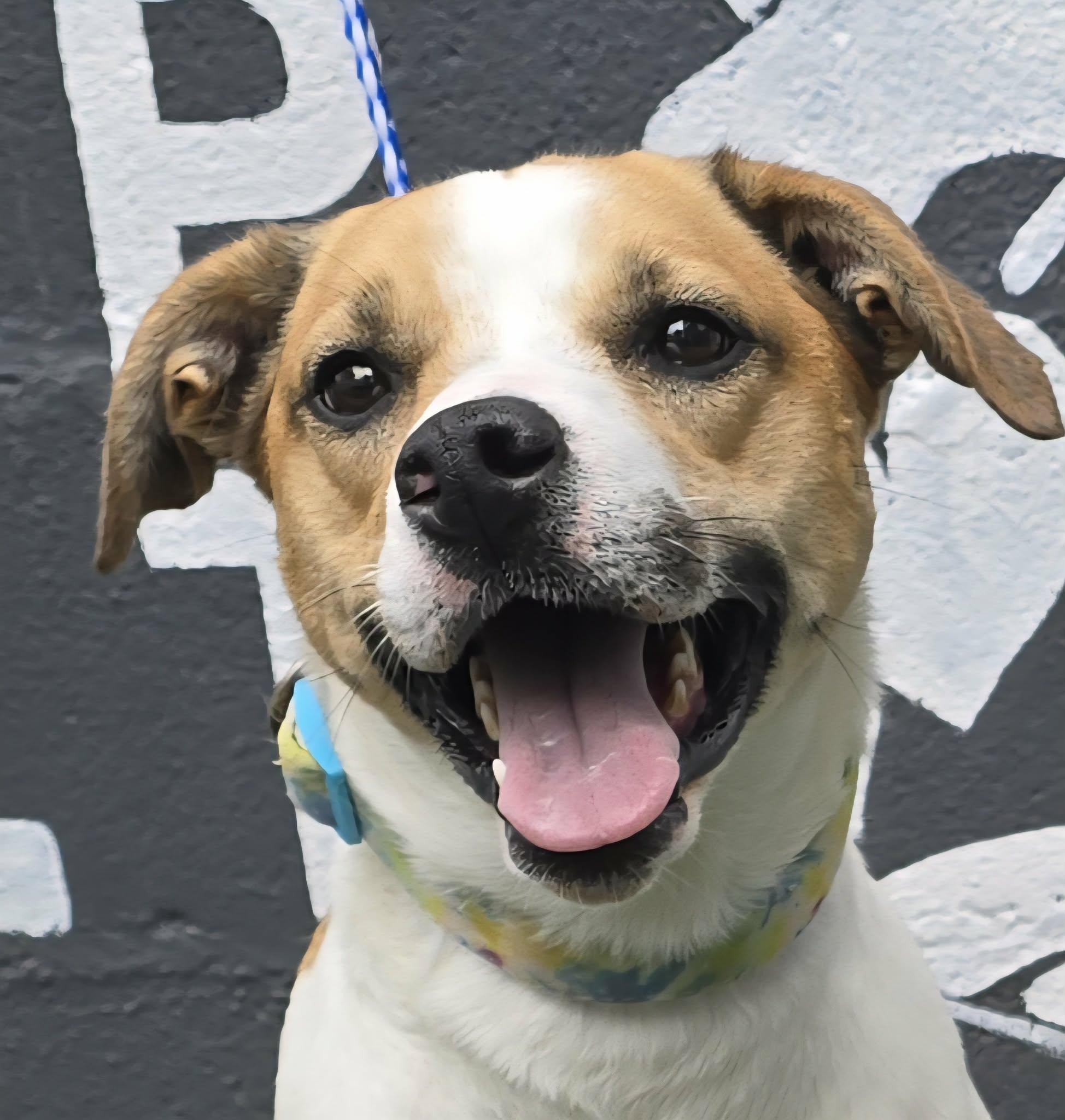 Lexie, ADOPTABLE, Young Female Carolina Dog & Labrador Retriever.