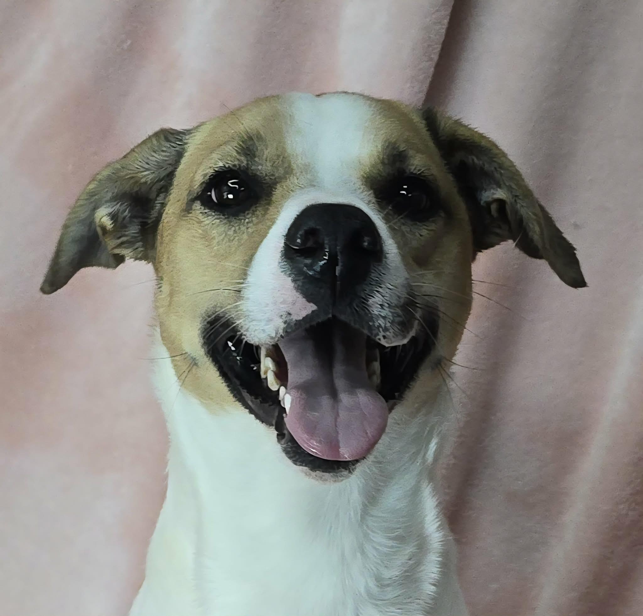 Enlarge Lexie, a ADOPTABLE mixed breed in Newport, TN image 5/6