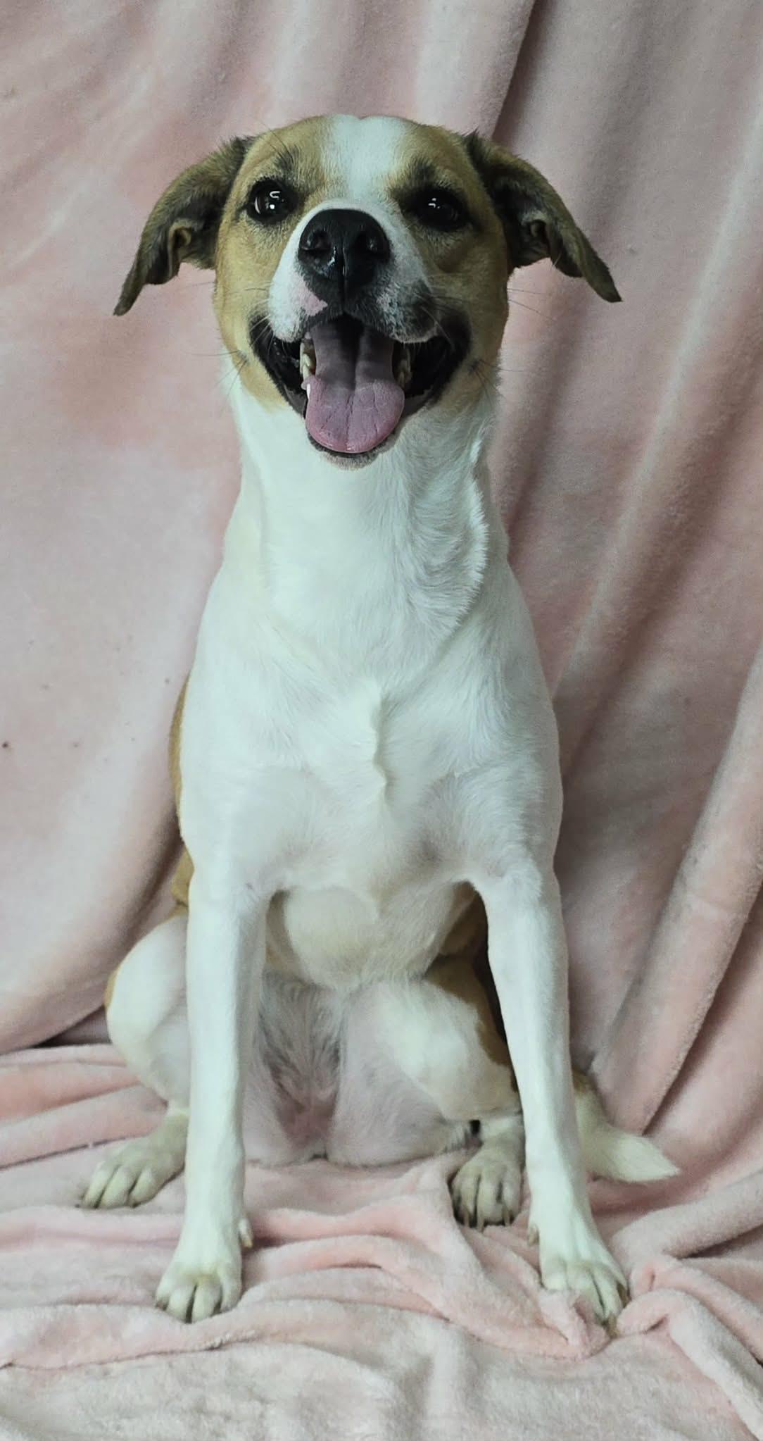 Enlarge Lexie, a ADOPTABLE mixed breed in Newport, TN image 4/6
