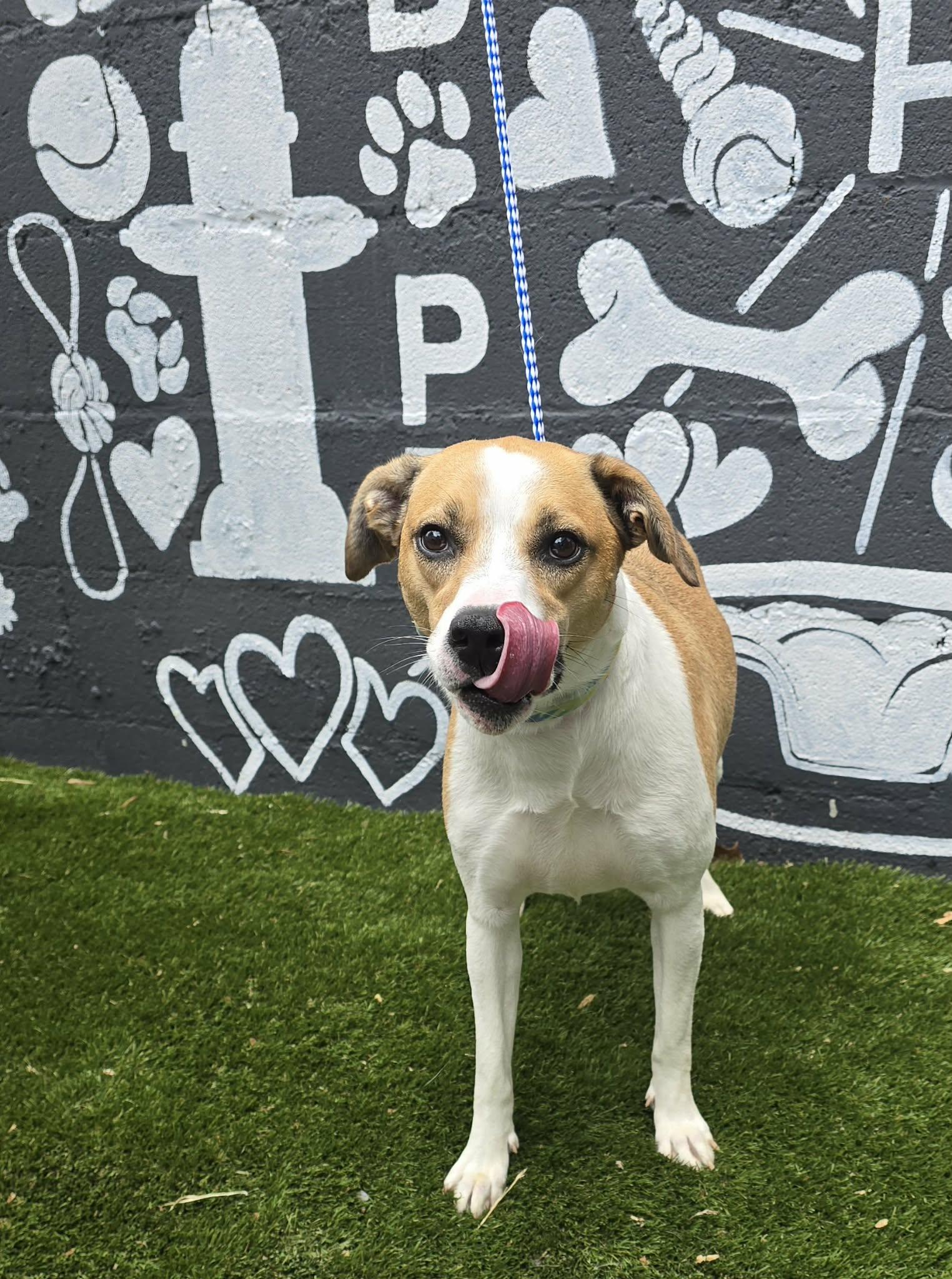 Enlarge Lexie, a ADOPTABLE mixed breed in Newport, TN image 3/6