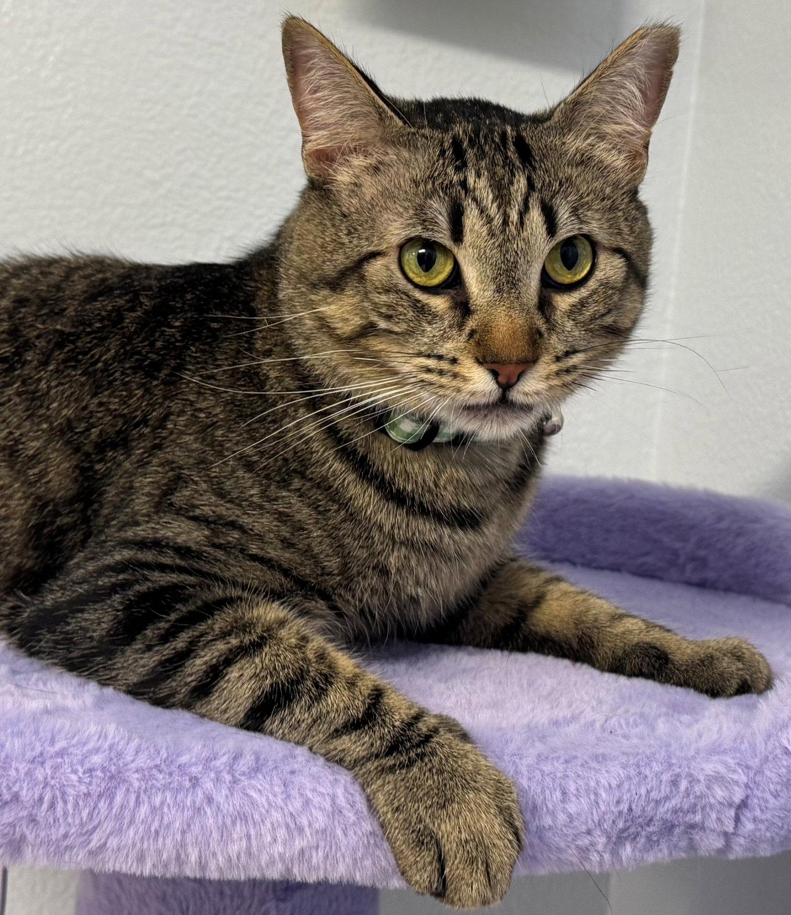 Dustin, a Adoptable Tabby in Palo Alto, CA image 1/3