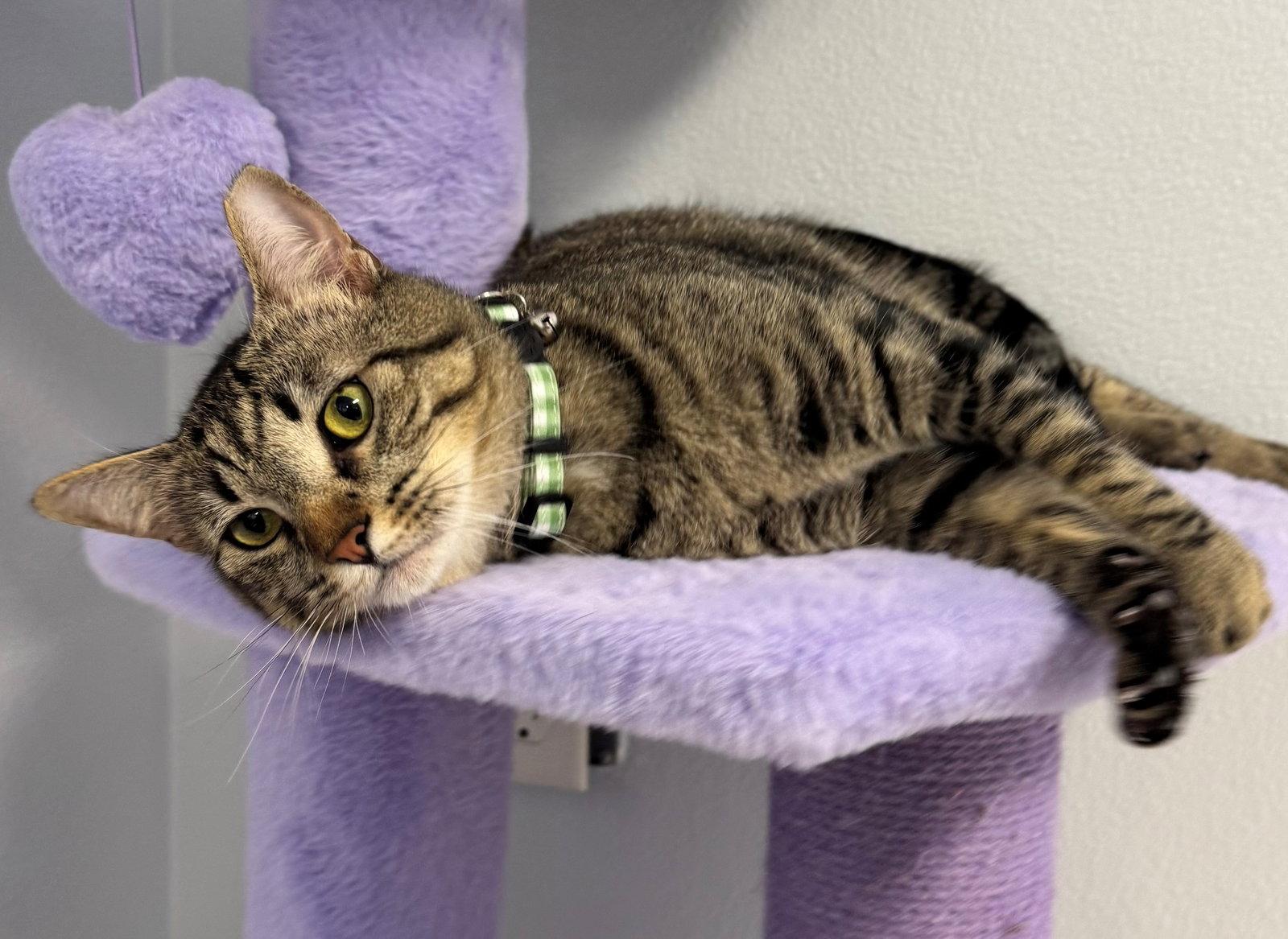 Dustin, a Adoptable Tabby in Palo Alto, CA image 2/3