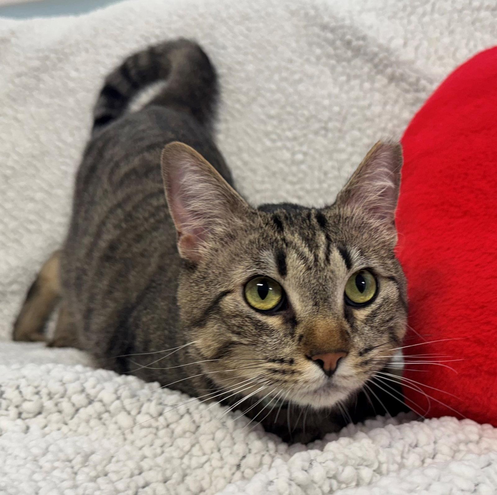 Dustin, a Adoptable Tabby in Palo Alto, CA image 3/3
