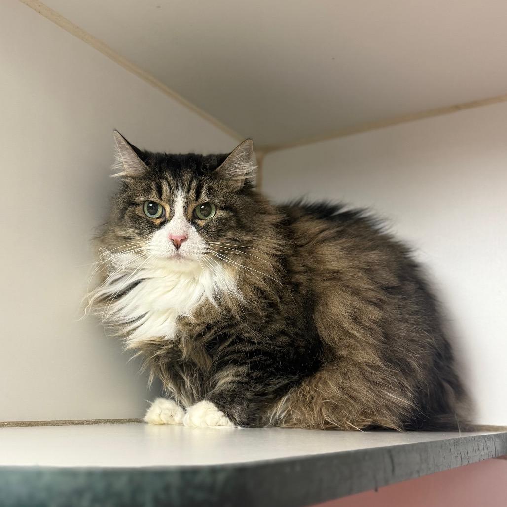Matel, Adoptable, Adult Male Domestic Long Hair.