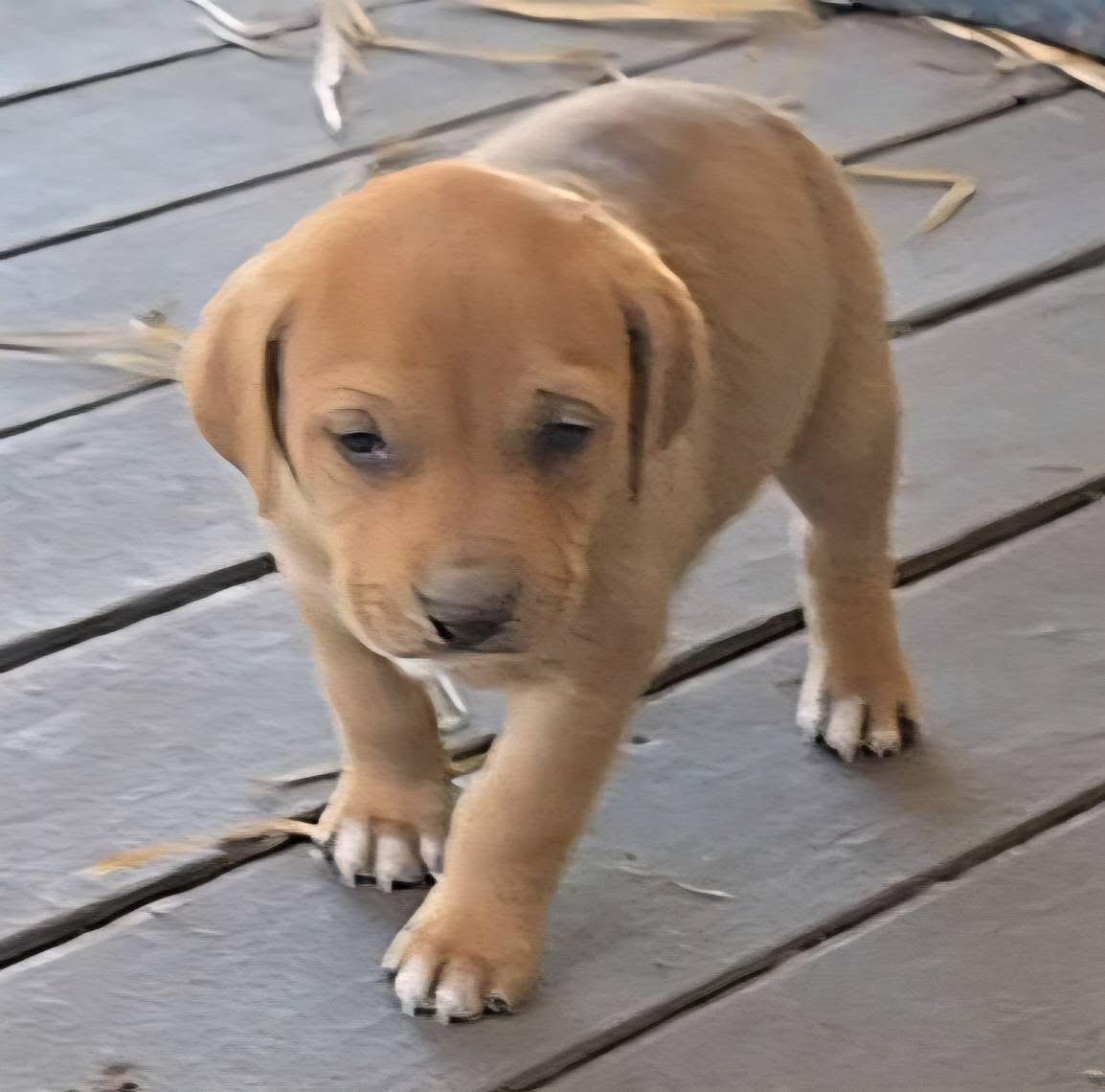 Twizzler — thumbnail 3