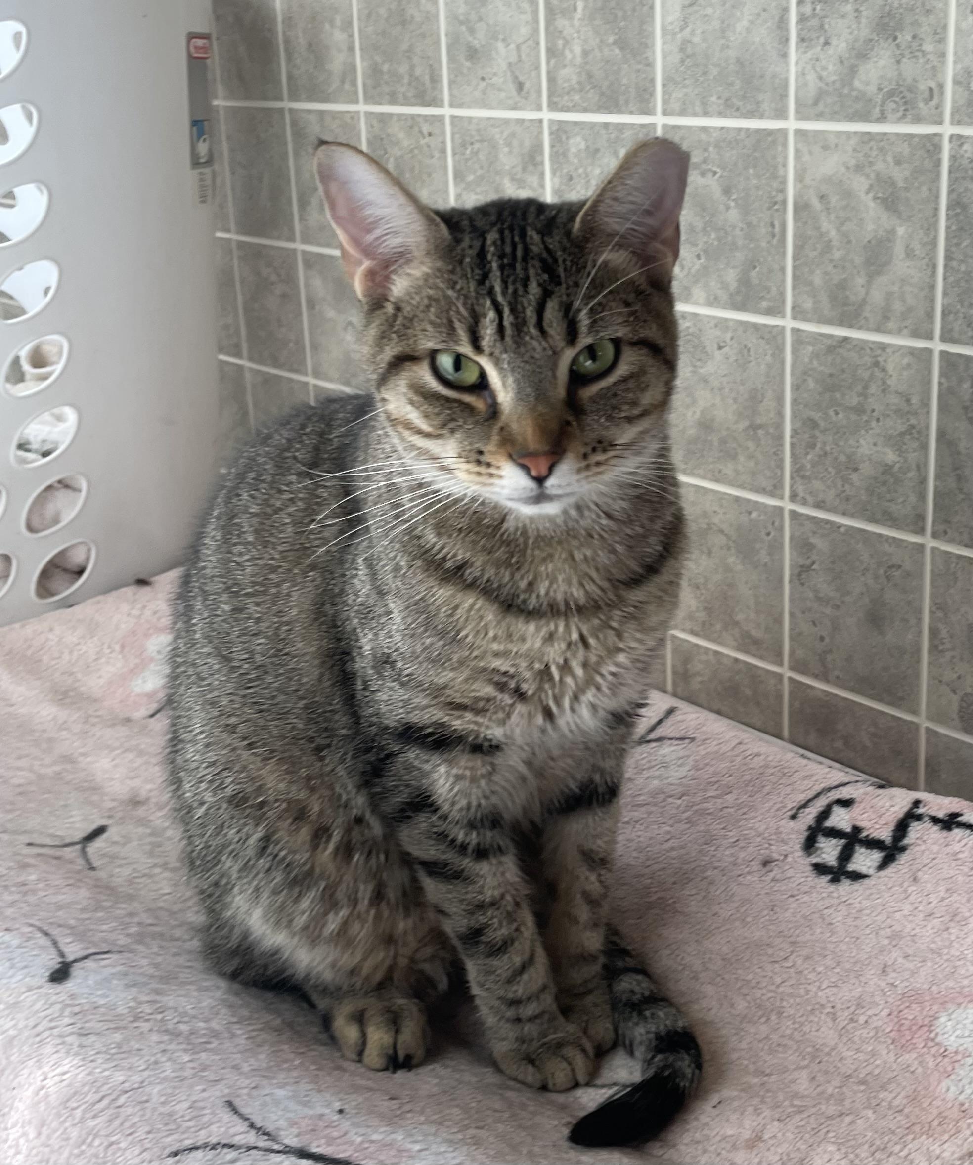 Ford, Adoptable, Adult Male Domestic Short Hair.