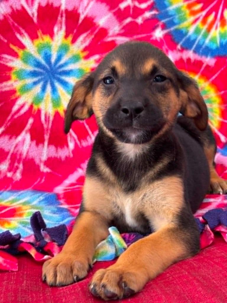 Felecia, Adoptable, Puppy Female Labrador Retriever.