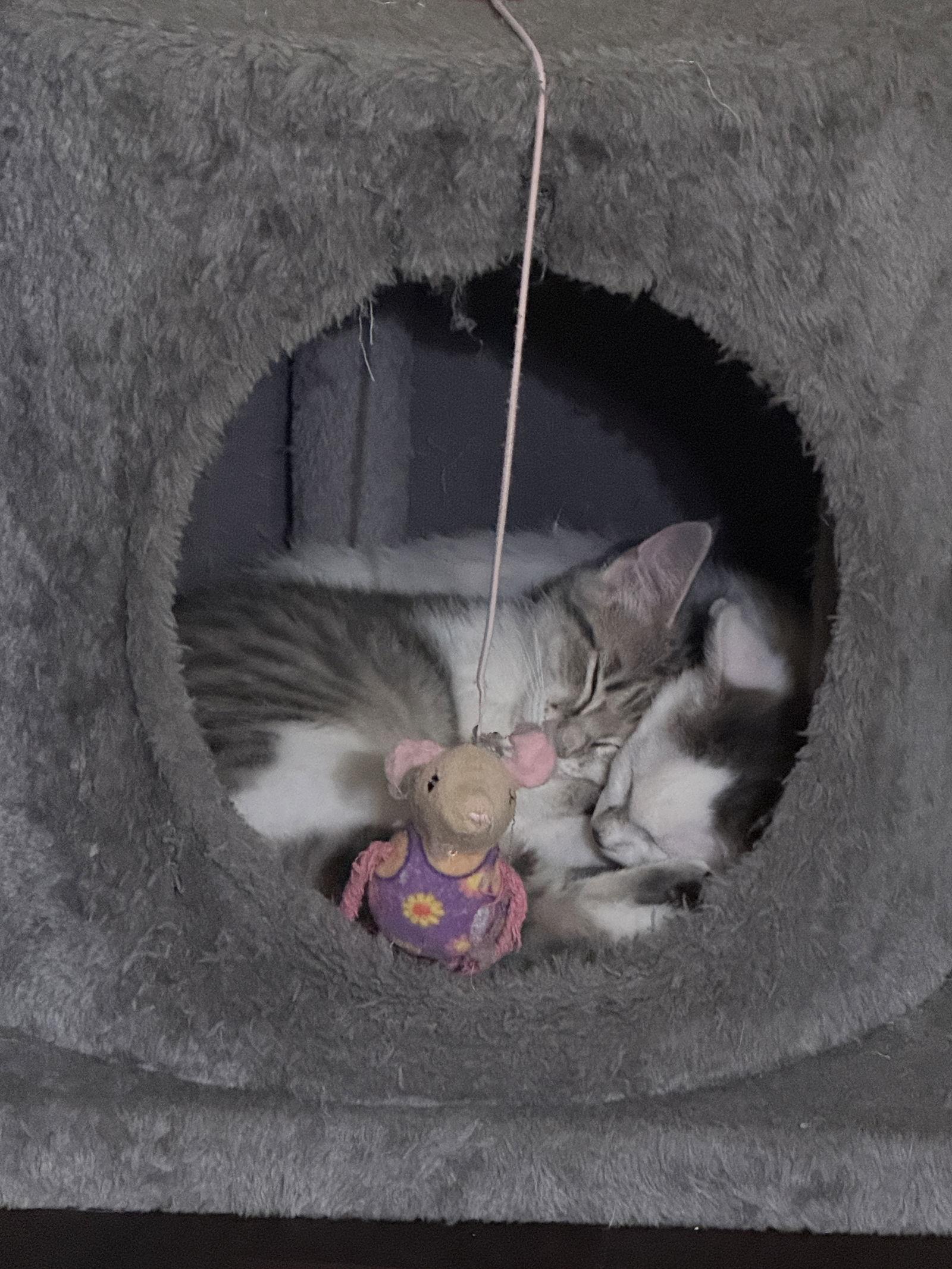 Rosie, a Adopted Domestic Short Hair in McKinney, TX image 1/2