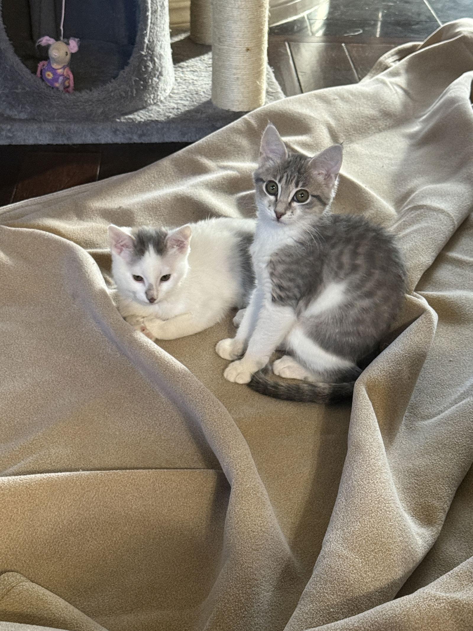 Rosie, a Adopted Domestic Short Hair in McKinney, TX image 2/2