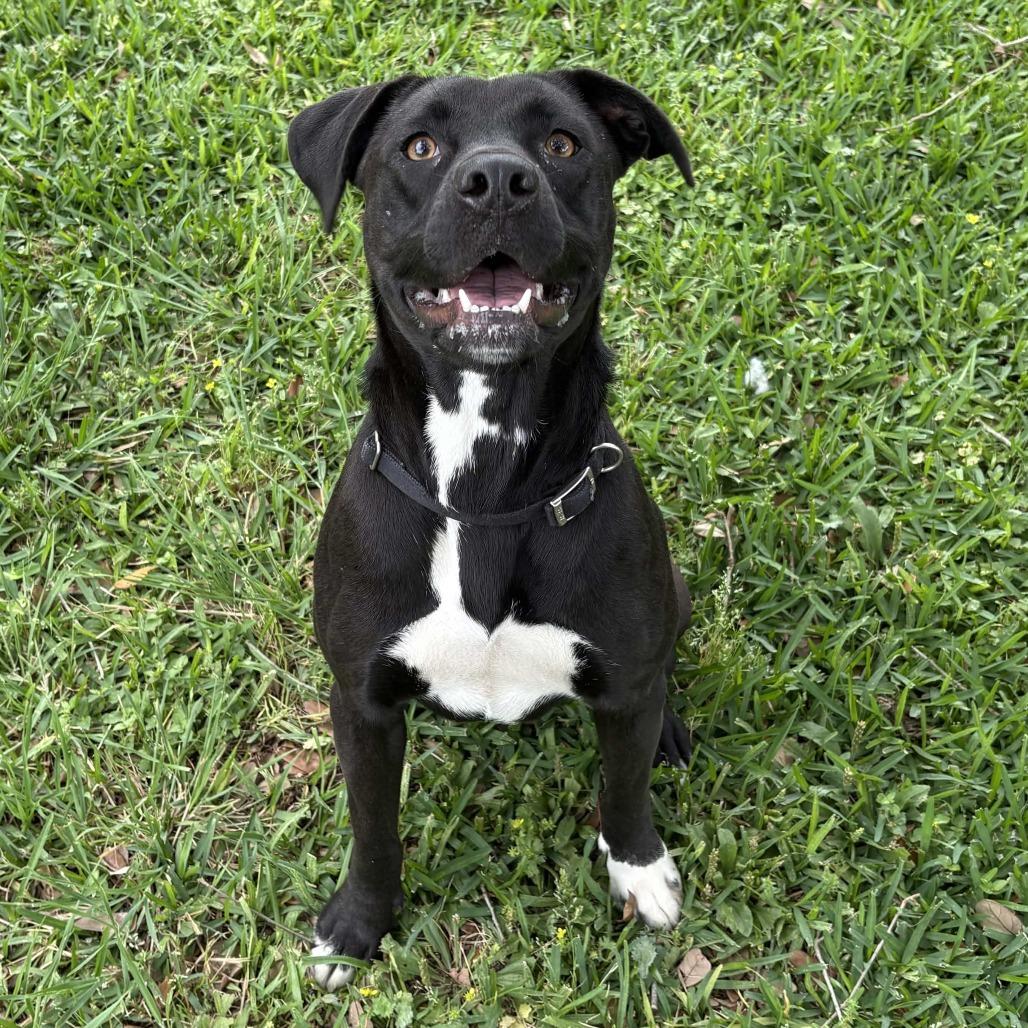 Binx, Adoptable, Young Female Mixed Breed.