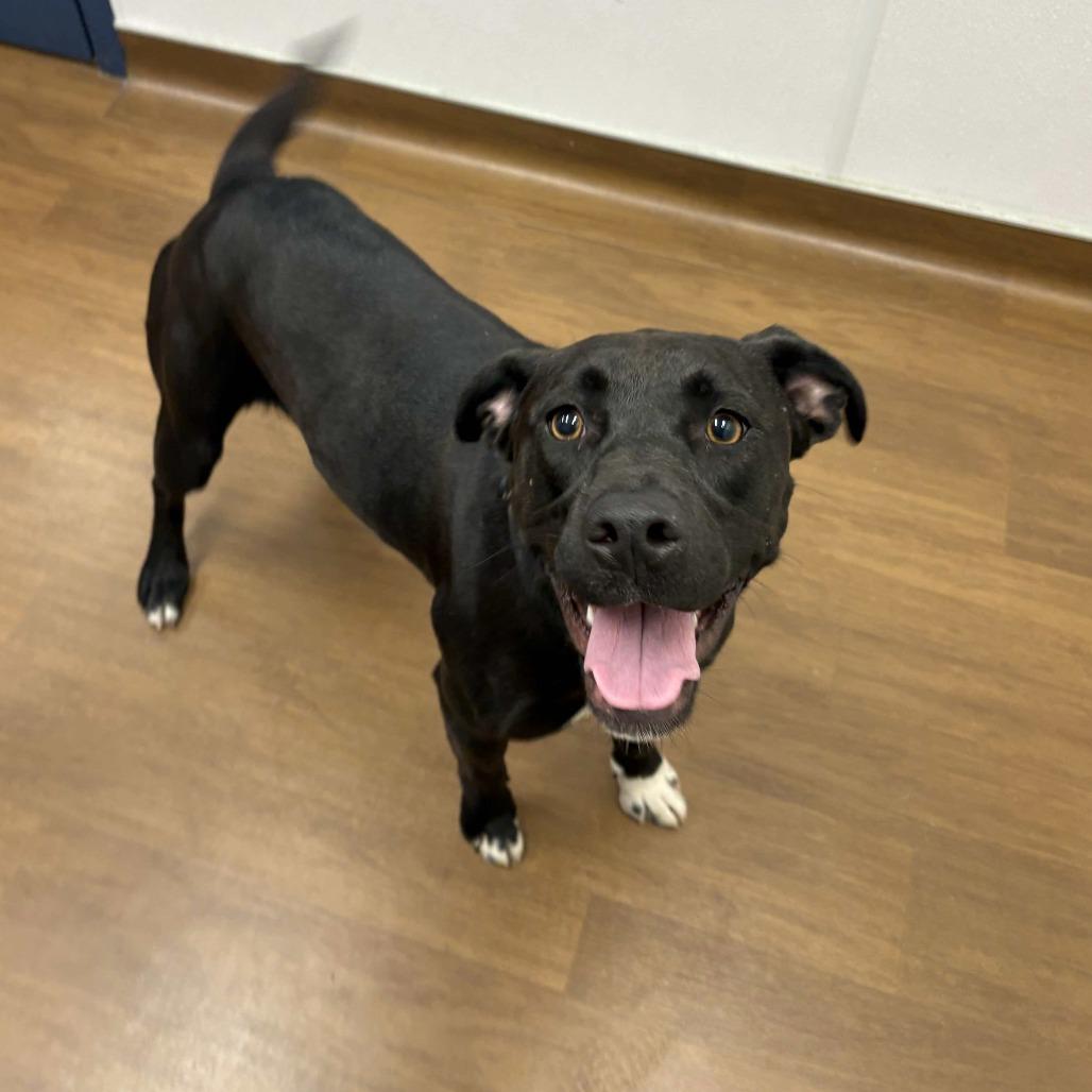 Enlarge Binx, a Adoptable Mixed Breed in Beaumont, TX image 2/6