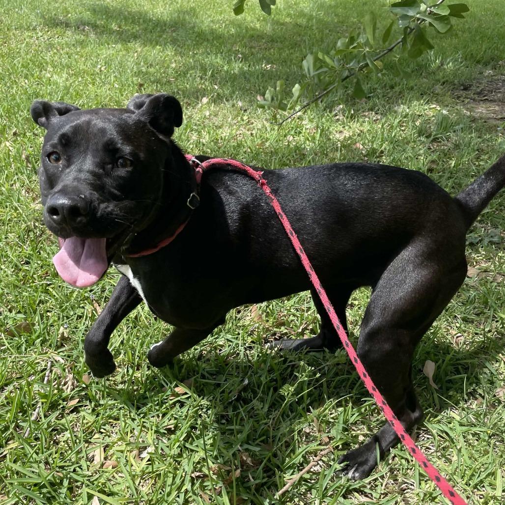 Enlarge Binx, a Adoptable Mixed Breed in Beaumont, TX image 3/6