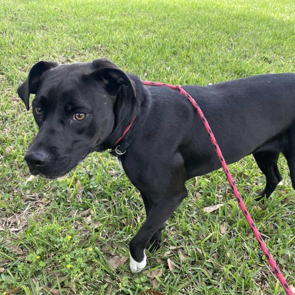 Enlarge Binx, a Adoptable Mixed Breed in Beaumont, TX image 4/6