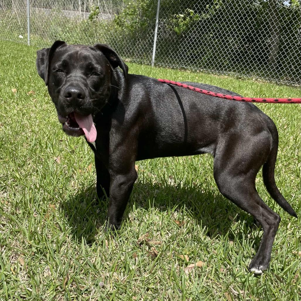 Enlarge Binx, a Adoptable Mixed Breed in Beaumont, TX image 5/6