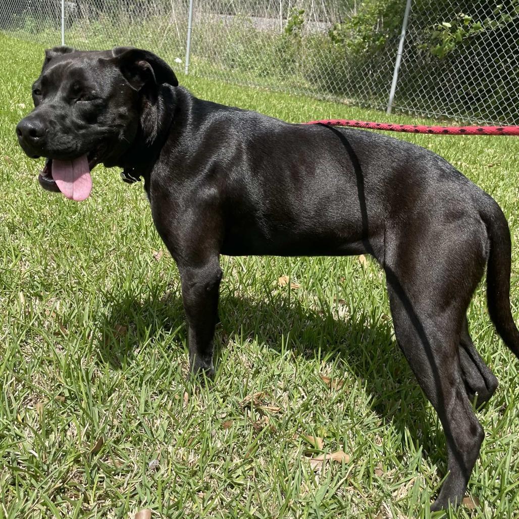 Enlarge Binx, a Adoptable Mixed Breed in Beaumont, TX image 6/6
