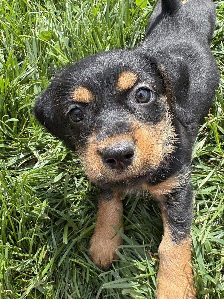 Grilled Cheese : Bread, Adopted, Puppy Female Cockapoo & Chihuahua.