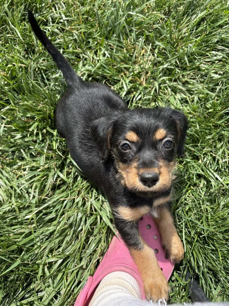 Enlarge Grilled Cheese : Bread, a Adopted mixed breed in Aurora, IN image 3/4